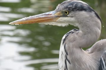 Grey Heron