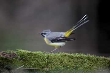 Grey wagtail