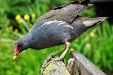 Moorhen