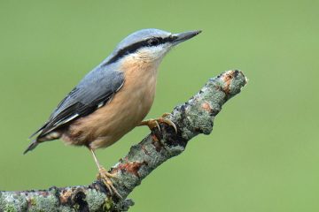 Nuthatch