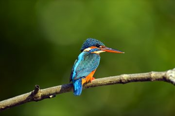 kingfisher