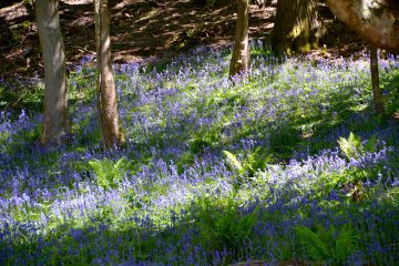 Bluebell