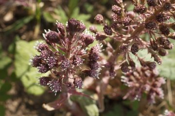 butterbur