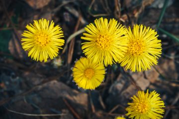 coltsfoot