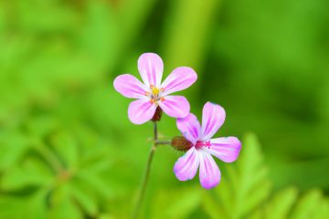 herb robert