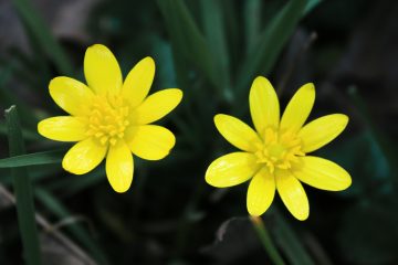 lesser celandine