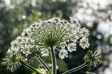 wild angelica