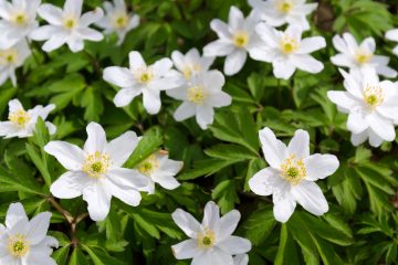 wood anemone